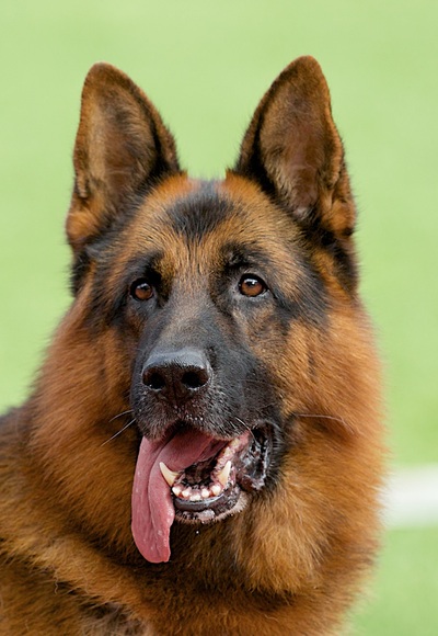 2014 Sieger Shows - Germany & Italy - The German Shepherd Dog