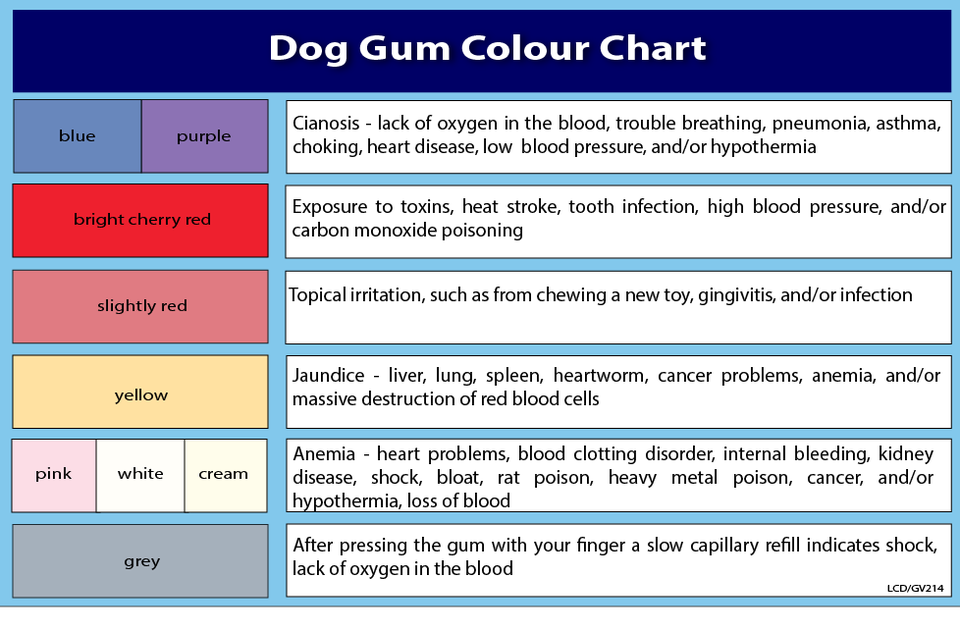 Dog Teeth Chart Age