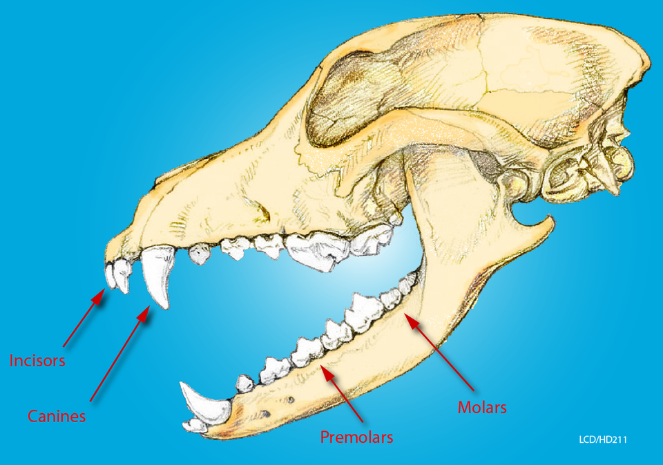 Dog Teeth Dental Chart