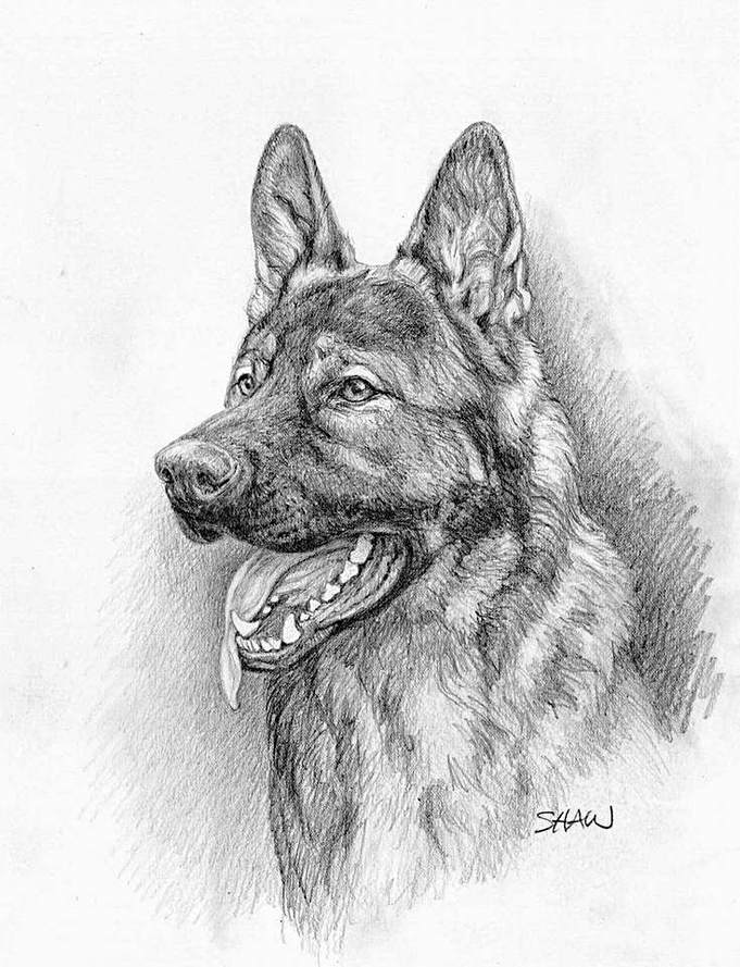681px x 889px - The Head of the German Shepherd Dog - The German Shepherd Dog